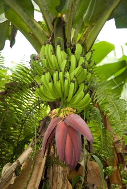 Saba 06