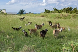 St. Kitts 37