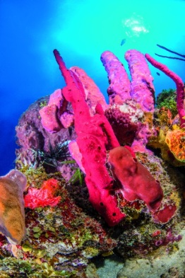 1_Explorer-Ventures-Caribbean-Explorer-II-Saba-St-Kitts-Didier-STM_4730