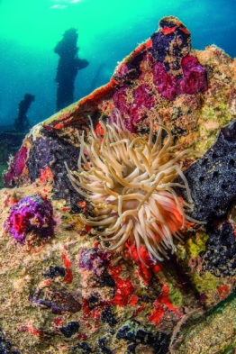 1_Explorer-Ventures-Caribbean-Explorer-II-Saba-St-Kitts-Didier-STM_4935