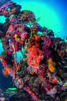 1_Explorer-Ventures-Caribbean-Explorer-II-Saba-St-Kitts-Didier-STM_5005