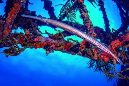 1_Explorer-Ventures-Caribbean-Explorer-II-Saba-St-Kitts-Didier-STM_5056