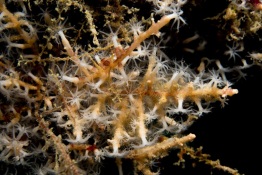 1_Explorer-Ventures-Caribbean-Explorer-II-Saba-St-Kitts-Didier-STM_5153