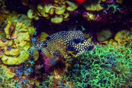 1_Explorer-Ventures-Caribbean-Explorer-II-Saba-St-Kitts-Didier-STM_5359