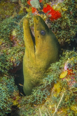 1_Explorer-Ventures-Caribbean-Explorer-II-Saba-St-Kitts-Didier-STM_5371