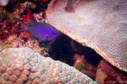 purple-damselfish-saba-Caribbean-Explorer-2-Explorer-Ventures-Liveaboard-Diving