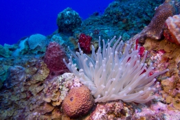 anemone-saba-Caribbean-Explorer-2-Explorer-Ventures-Liveaboard-Diving