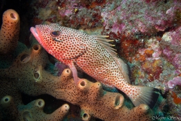 wrasse-saba-Caribbean-Explorer-2-Explorer-Ventures-Liveaboard-Diving