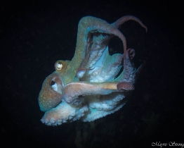 octopuss-saba-Caribbean-Explorer-2-Explorer-Ventures-Liveaboard-Diving