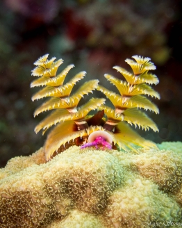 Feather-Duster-Saba-Caribbean-Explorer-2-Explorer-Ventures-Liveaboard-Diving