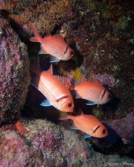 squirrelfish-saba-Caribbean-Explorer-2-Explorer-Ventures-Liveaboard-Diving
