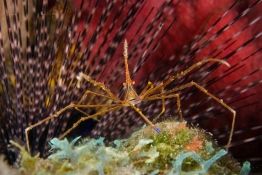 Arrow-crab-and-urchin-st-kitts-Caribbean-Explorer-2-Explorer-Ventures-Liveaboard-Diving