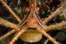 Arrow-crab-closeup-St-Kitts-Caribbean-Explorer-2-Explorer-Ventures-Liveaboard-Diving
