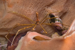 Arrow-crab-st-kitts-Caribbean-Explorer-2-Explorer-Ventures-Liveaboard-Diving