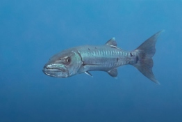 Barracuda-St-Kitts-Caribbean-Explorer-2-Explorer-Ventures-Liveaboard-Diving