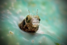 Blenny-St-Kitts-Caribbean-Explorer-2-Explorer-Ventures-Liveaboard-Diving