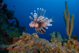 CEX2_TGurney_Timsimages.uk_TG51778