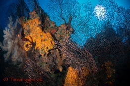 CEX2_TGurney_Timsimages.uk_TG51779