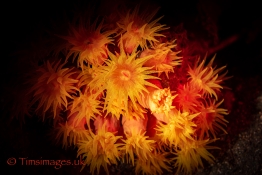 CEX2_TGurney_Timsimages.uk_TG51821