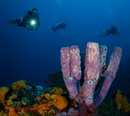 CEX2_TGurney_Timsimages.uk_TG51839