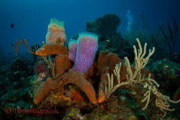 CEX2_TGurney_Timsimages.uk_TG51850