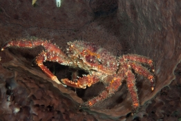 Channel-clinging-crab-Saba-Caribbean-Explorer-2-Explorer-Ventures-Liveaboard-Diving