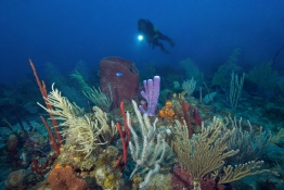 Coral-and-diver-Saba-Caribbean-Explorer-2-Explorer-Ventures-Liveaboard-Diving