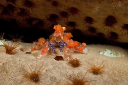 Cryptic-teardrop-crab-Saba-Caribbean-Explorer-2-Explorer-Ventures-Liveaboard-Diving