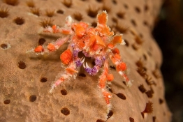 Cryptic-teardrop-crab-St-Kitts-Caribbean-Explorer-2-Explorer-Ventures-Liveaboard-Diving