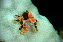 Cryptic-teardrop-crab-black-spots-St-Kitts-Caribbean-Explorer-2-Explorer-Ventures-Liveaboard-Diving