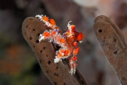 Cryptic-teardrop-crab-on-sponge-Saba-Caribbean-Explorer-2-Explorer-Ventures-Liveaboard-Diving