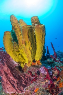 Explorer-Ventures-Caribbean-Explorer-II-Saba-St-Kitts-Didier-STM_3511