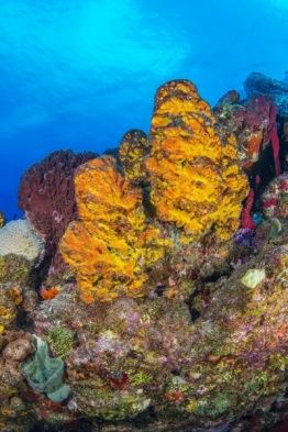 Explorer-Ventures-Caribbean-Explorer-II-Saba-St-Kitts-Didier-STM_3528