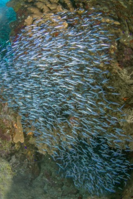 Explorer-Ventures-Caribbean-Explorer-II-Saba-St-Kitts-Didier-STM_3593