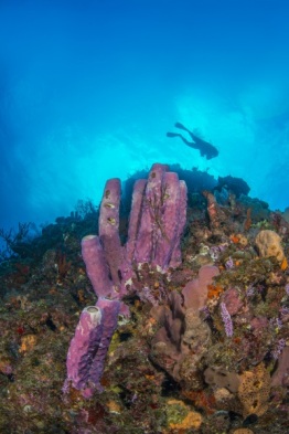 Explorer-Ventures-Caribbean-Explorer-II-Saba-St-Kitts-Didier-STM_3711