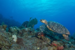 Explorer-Ventures-Caribbean-Explorer-II-Saba-St-Kitts-Didier-STM_3832