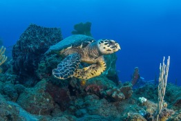 Explorer-Ventures-Caribbean-Explorer-II-Saba-St-Kitts-Didier-STM_3835