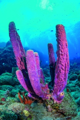 Explorer-Ventures-Caribbean-Explorer-II-Saba-St-Kitts-Didier-STM_3852