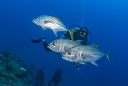 Explorer-Ventures-Caribbean-Explorer-II-Saba-St-Kitts-Didier-STM_3896