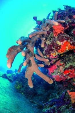 Explorer-Ventures-Caribbean-Explorer-II-Saba-St-Kitts-Didier-STM_4085