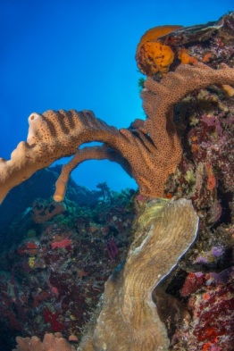 Explorer-Ventures-Caribbean-Explorer-II-Saba-St-Kitts-Didier-STM_4252