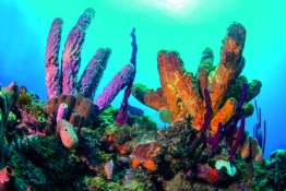 Explorer-Ventures-Caribbean-Explorer-II-Saba-St-Kitts-Didier-STM_4501