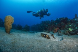 Explorer-Ventures-Caribbean-Explorer-II-Saba-St-Kitts-Didier-STM_4637