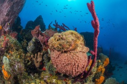 Explorer-Ventures-Caribbean-Explorer-II-Saba-St-Kitts-Didier-STM_4752