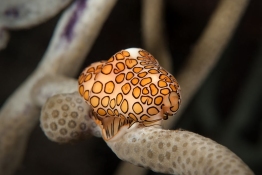 Flamingo-tongue-Saba-Caribbean-Explorer-2-Explorer-Ventures-Liveaboard-Diving