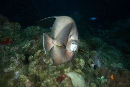 French-Angelfish-Night-Dive-Saba-Caribbean-Explorer-2-Explorer-Ventures-Liveaboard-Diving
