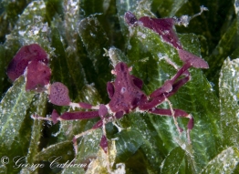 G.-Cathcart-decorator-crab