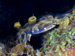 G.-Cathcart-eye-of-peacock