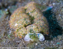 G.-Cathcart-lettuce-slug