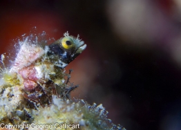 G.-Cathcart-roughhead-blenny